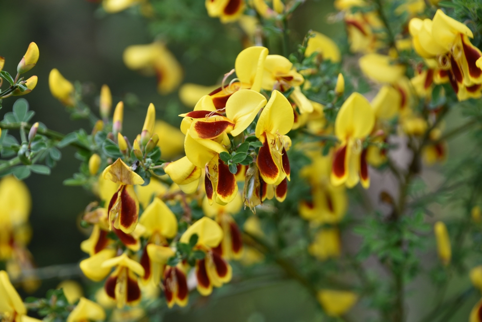 Tweekleurige brem - Planten - 