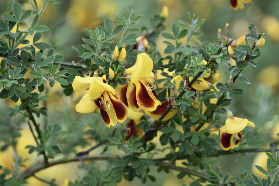 Tweekleurige brem - Planten - 