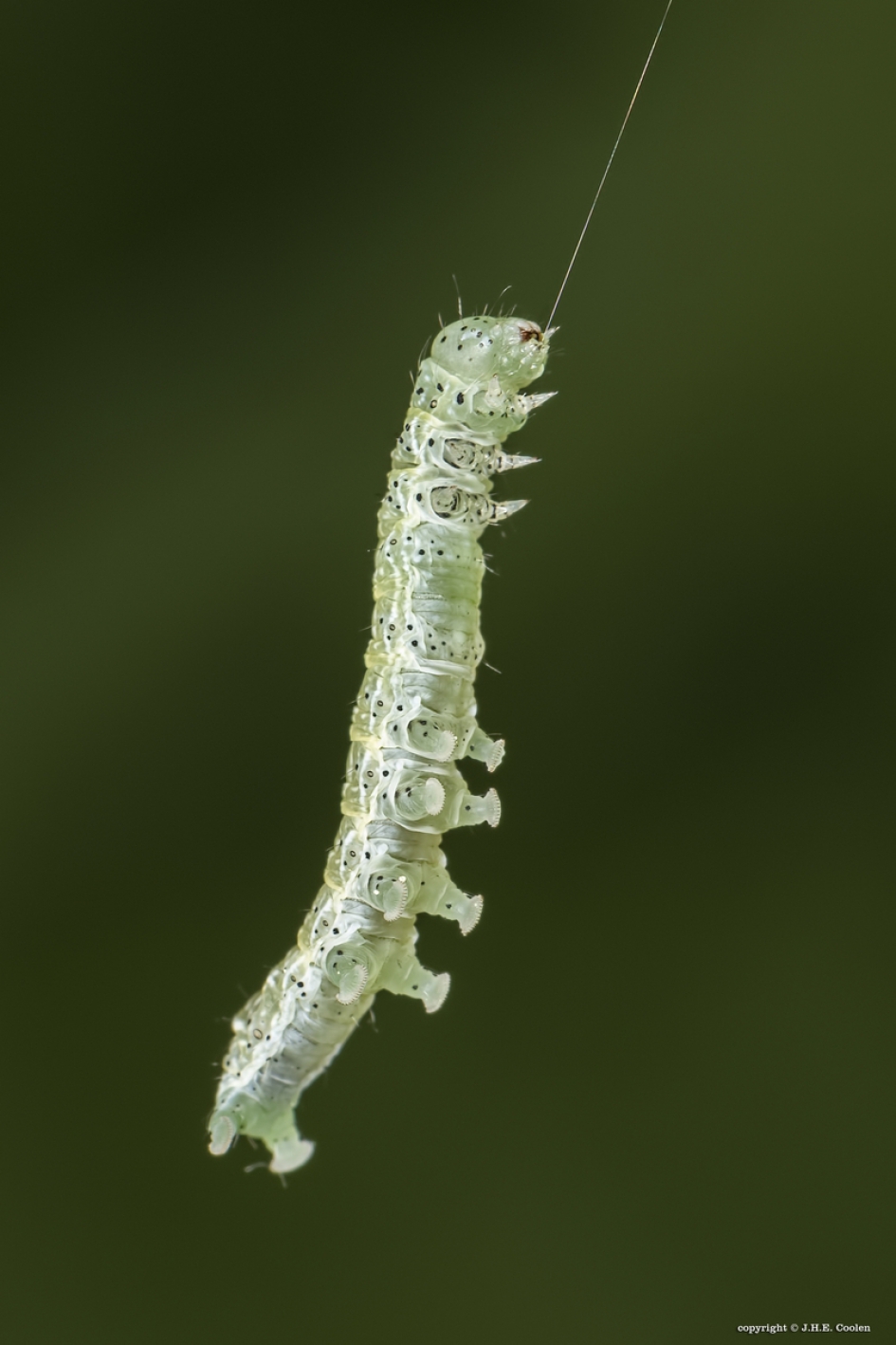 Tweestreepvoorjaarsuil (Orthosia cerasi) - Geleedpotigen - Tweestreepvoorjaarsuil