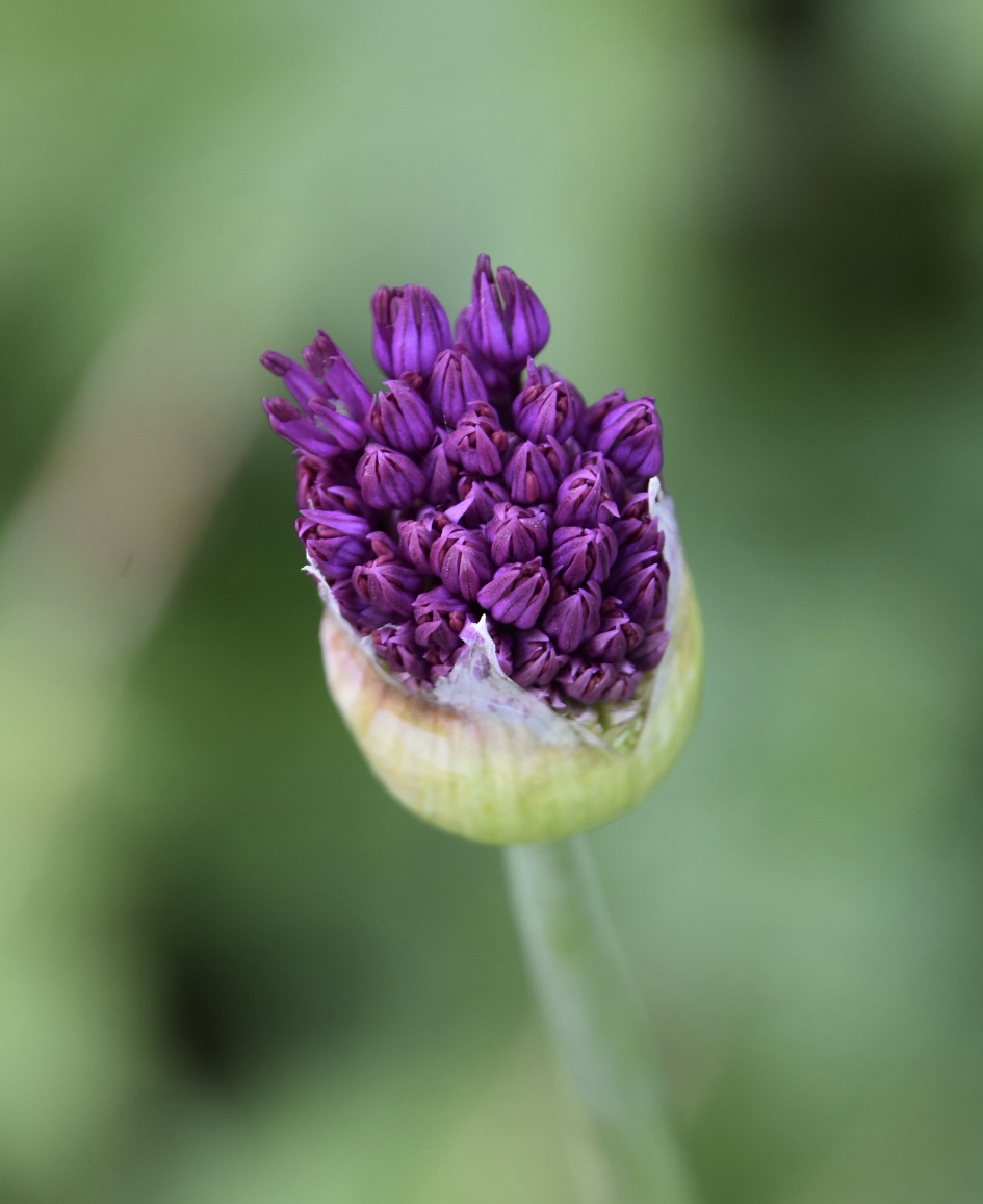 Ui achtig! - Planten - 