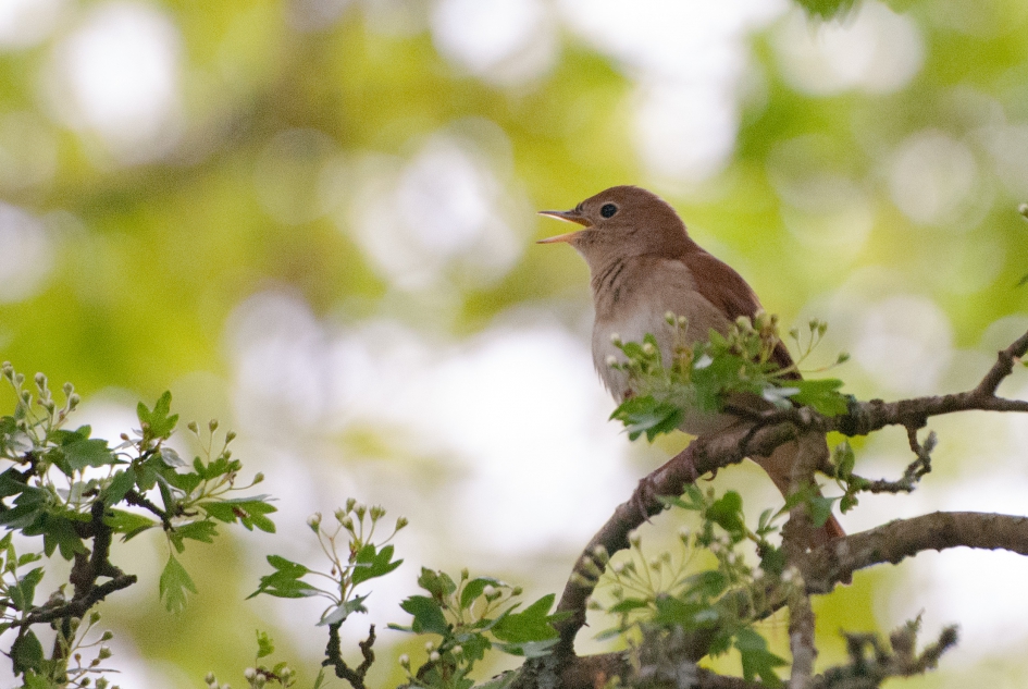 Uit volle borst - Vogels - Nachtegaal
