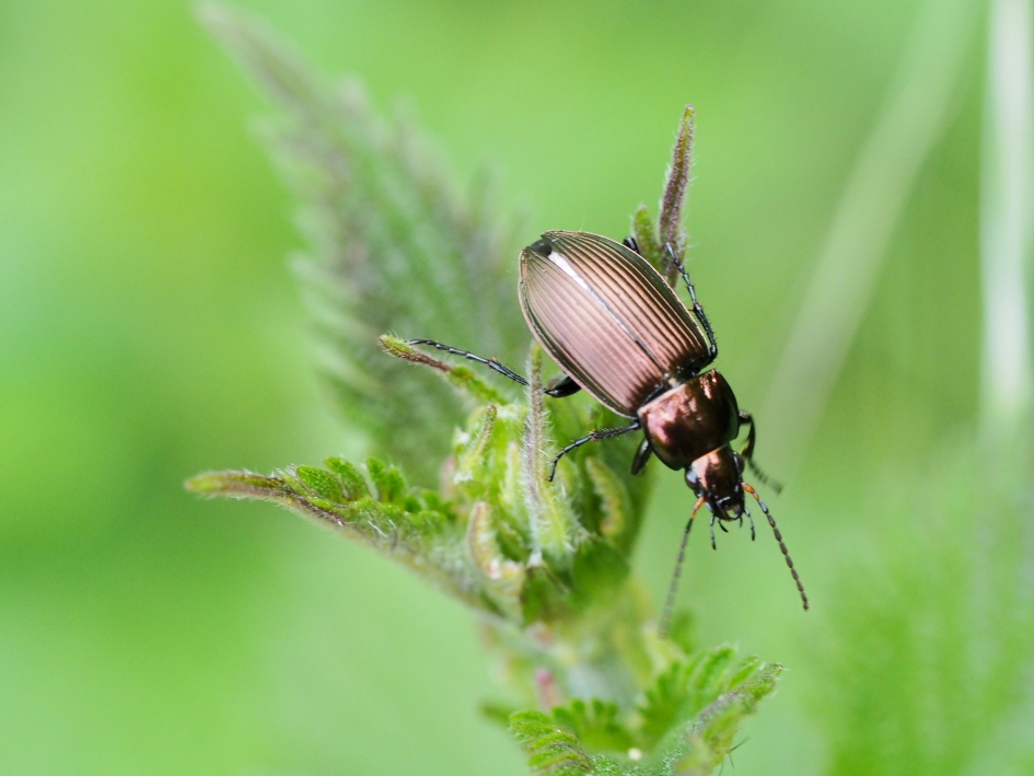 Van koper geslagen - Geleedpotigen - Loopkever