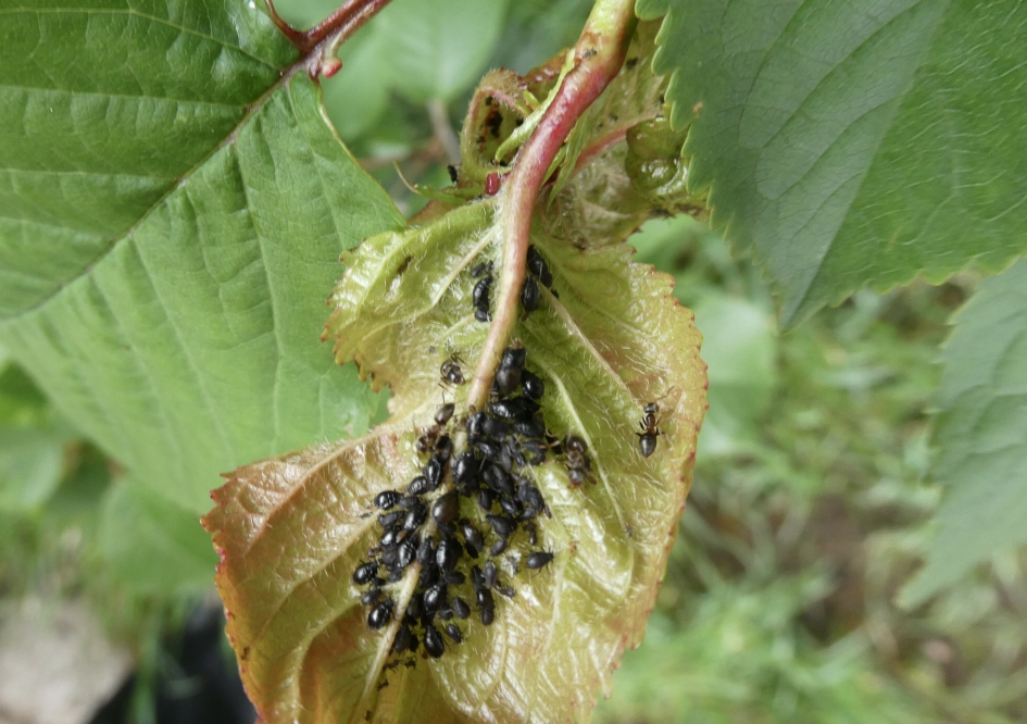 Veel, heel veel... - Geleedpotigen - 