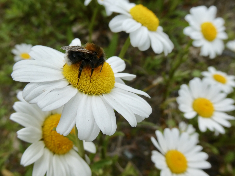 Veel liefhebbers op de margrieten - Geleedpotigen - 