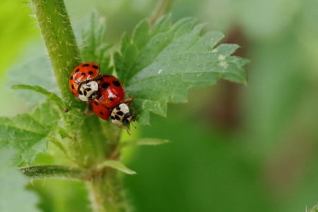 veelstippig Aziatisch lhb