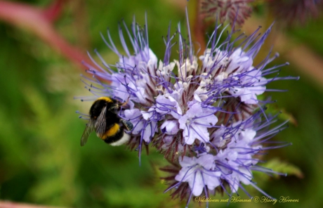 Veldbloem met Hommel.