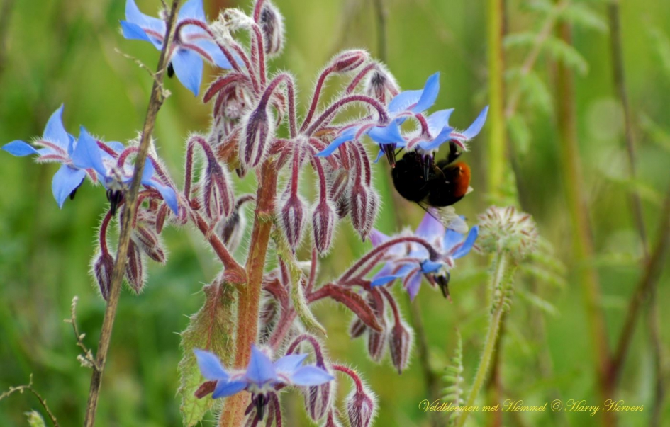Veldbloemen met hommel - Planten - Veldbloemen