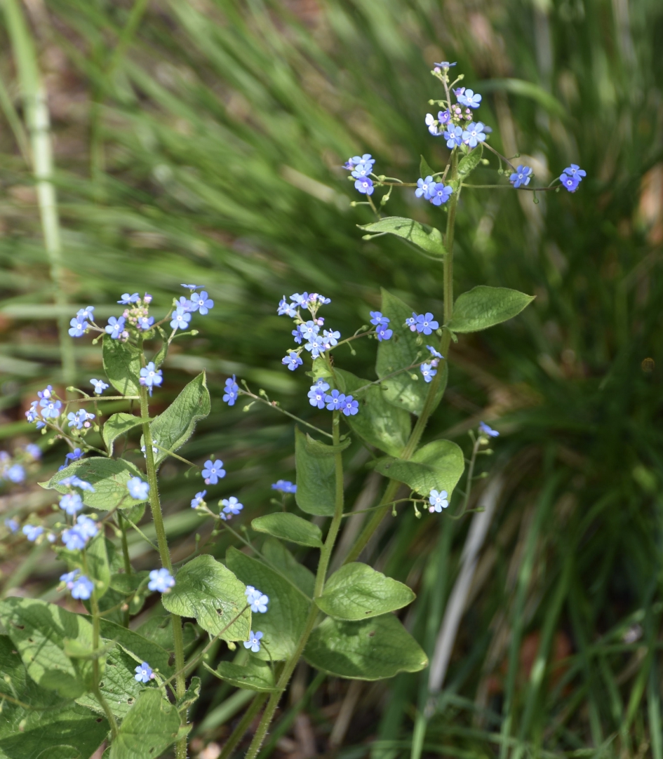 Vergeet me nietje - Planten - 