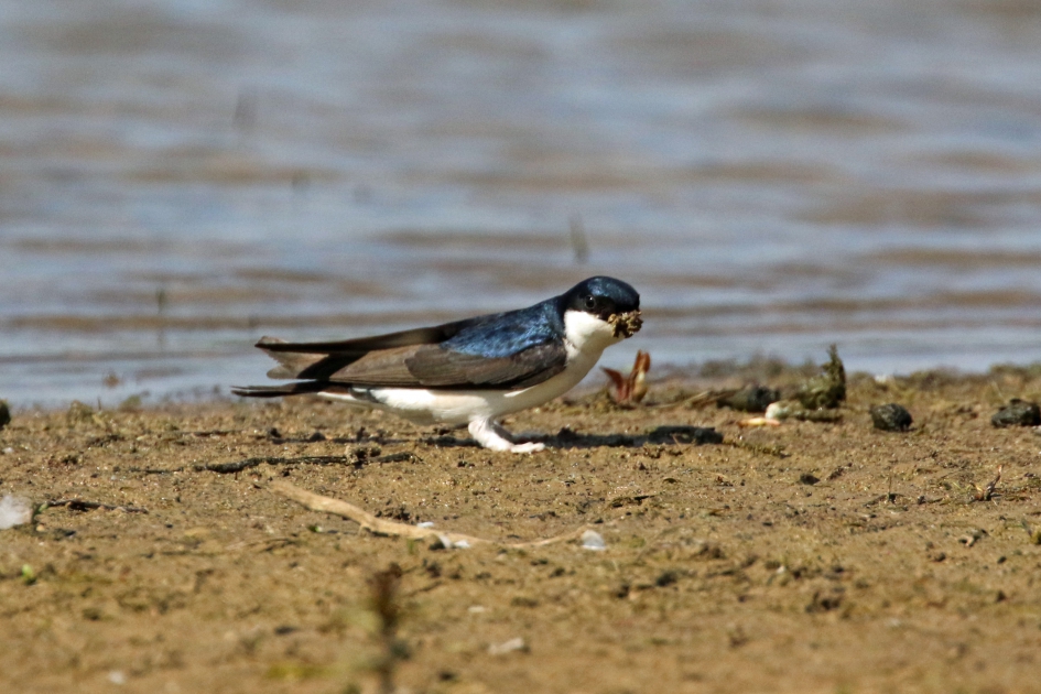 Verzamelen van nestmateriaal - Vogels - Huiszwaluw