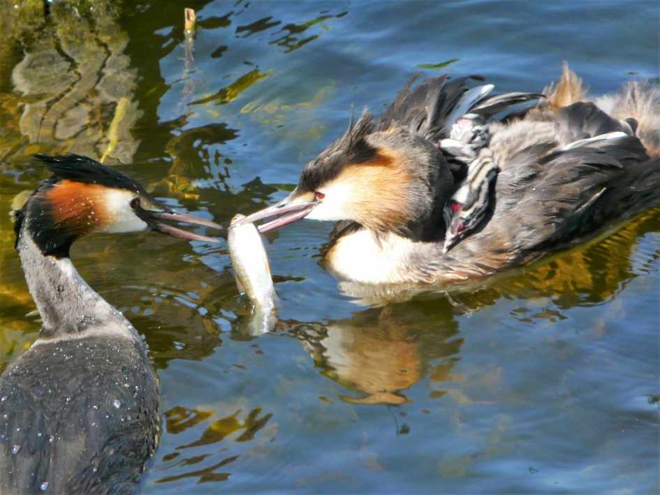 visje overhevelen - Vogels - Fuut