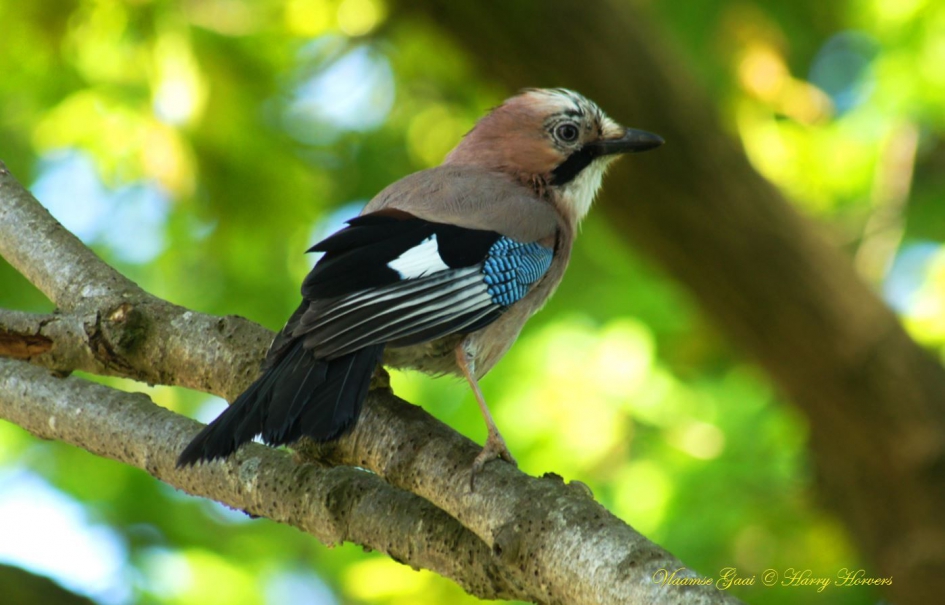 Vlaamse Gaai - Vogels - Vlaamse Gaai