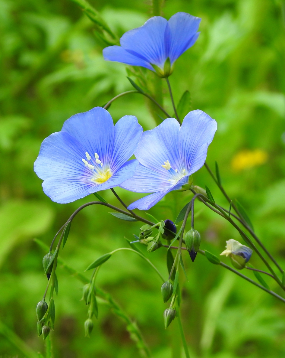 Vlas - Planten - Vlas