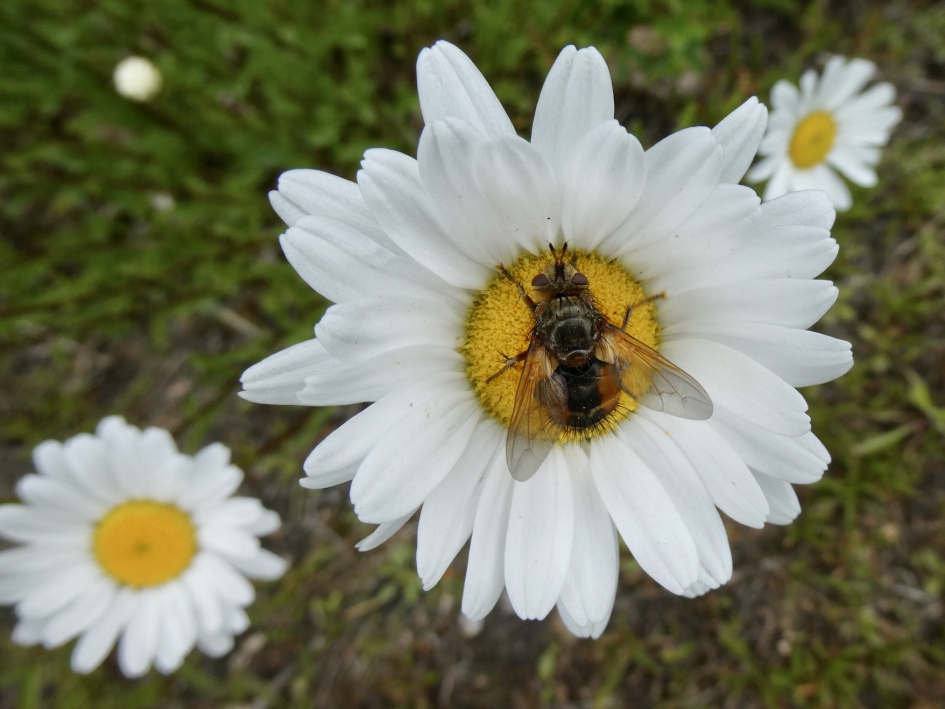Woeste sluipvlieg - Geleedpotigen - 