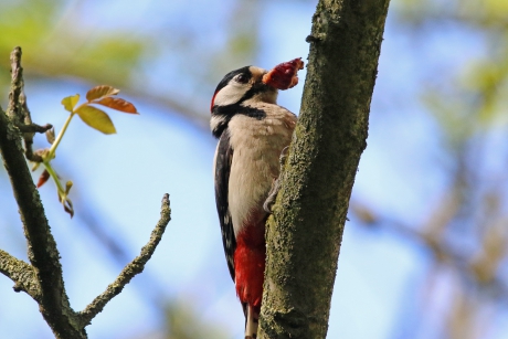 Voer voor kleine spechtjes