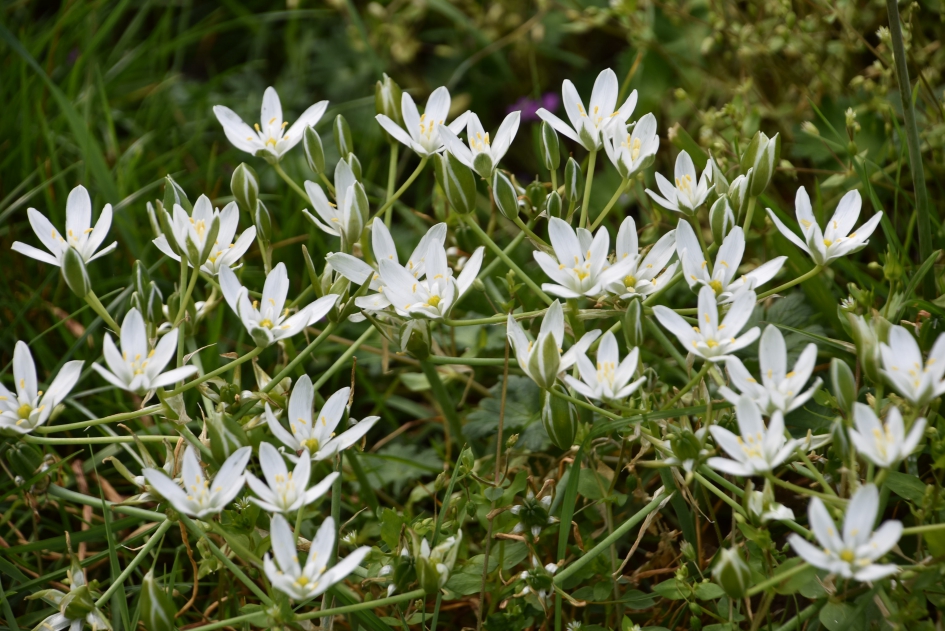 Vogelmelk - Planten - 