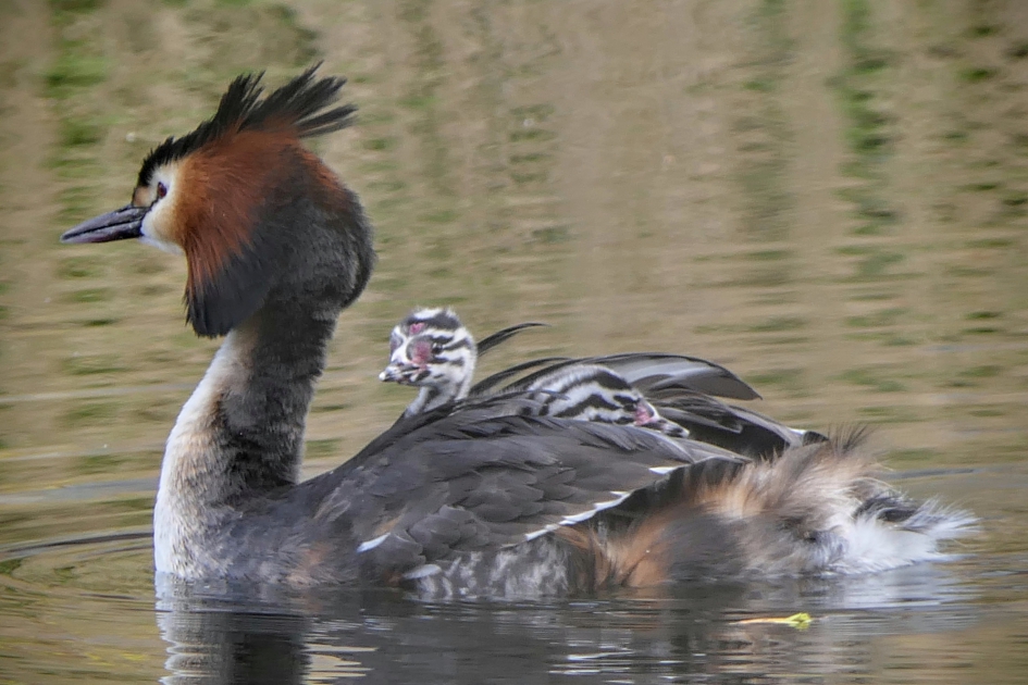 Volle bak.. - Vogels - Fuut