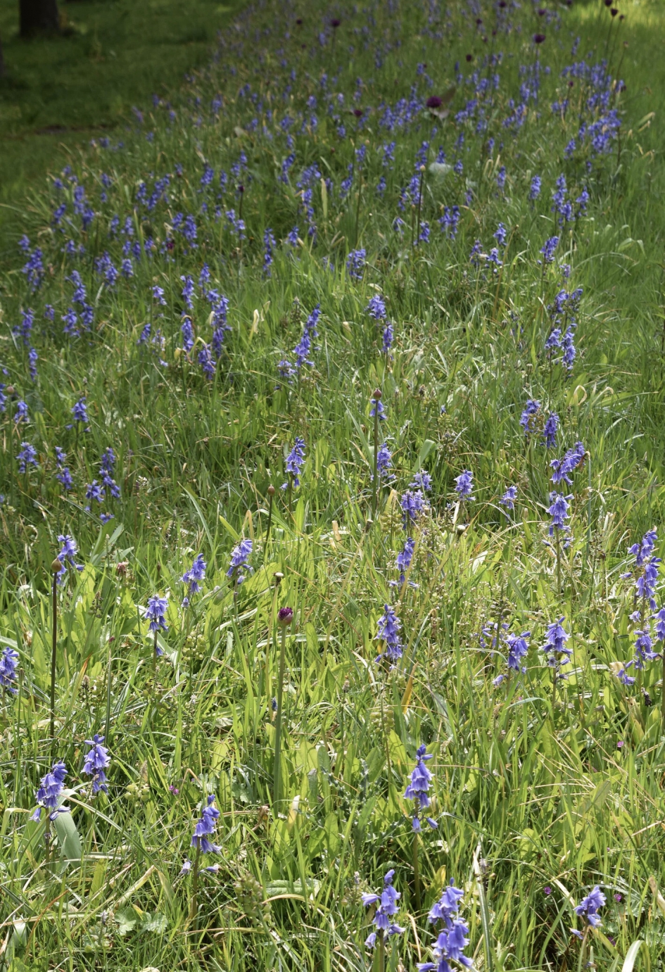 Volle bermen - Planten - 