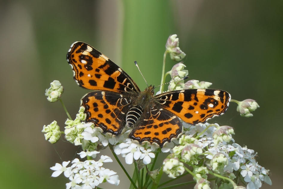 "Voorjaarsoutfit" - Geleedpotigen - Landkaartje
