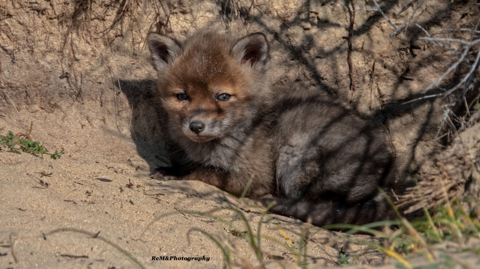 Vos. - Zoogdieren - Vos.