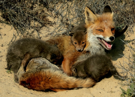 Vos met welpjes