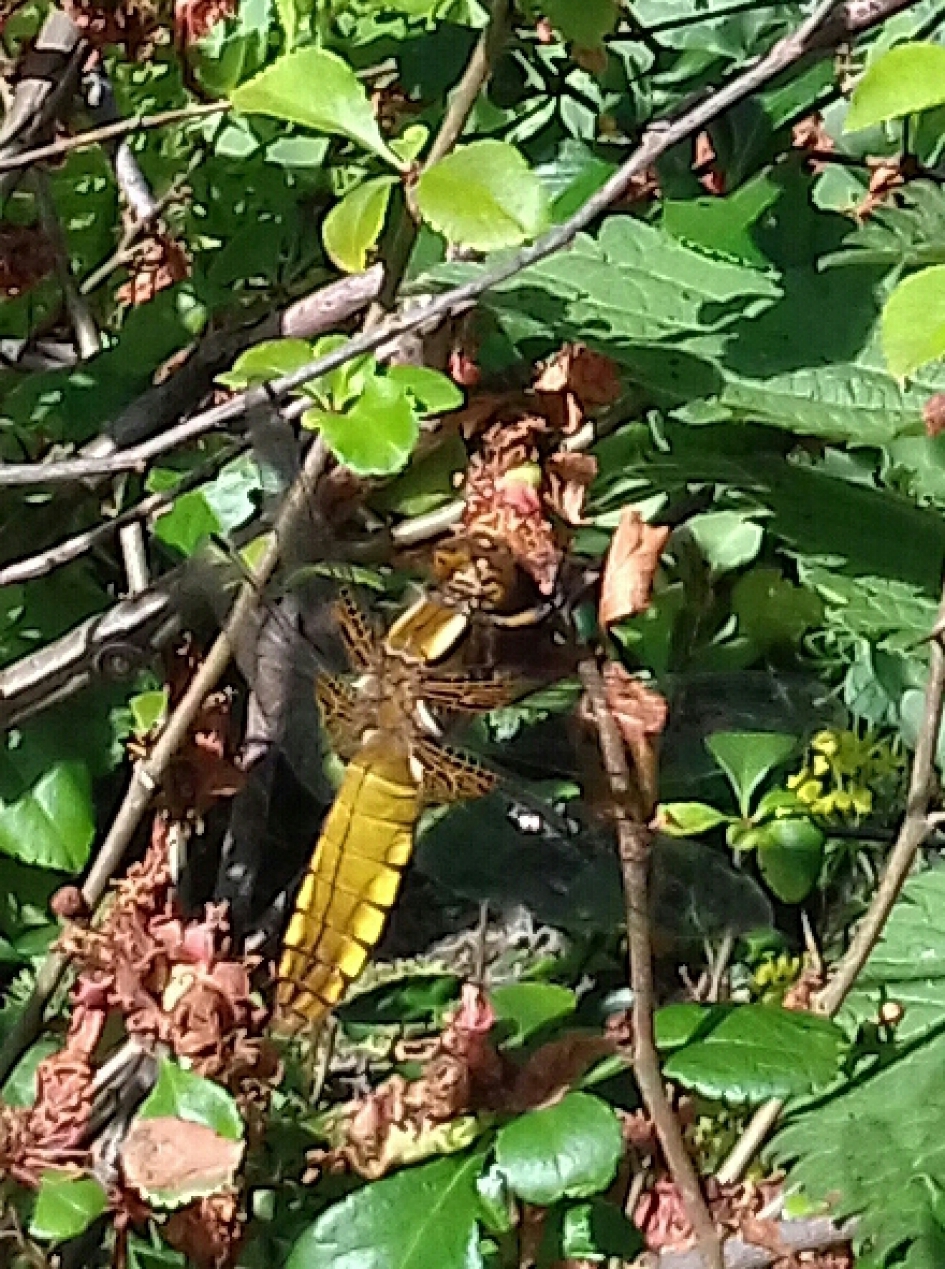 Vreemde libelle - Geleedpotigen - ?