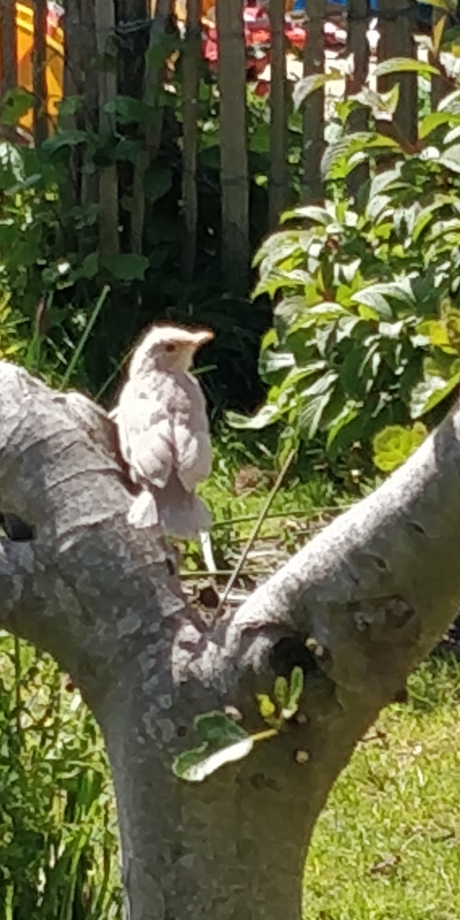 Vreemde vogel: witte merel?