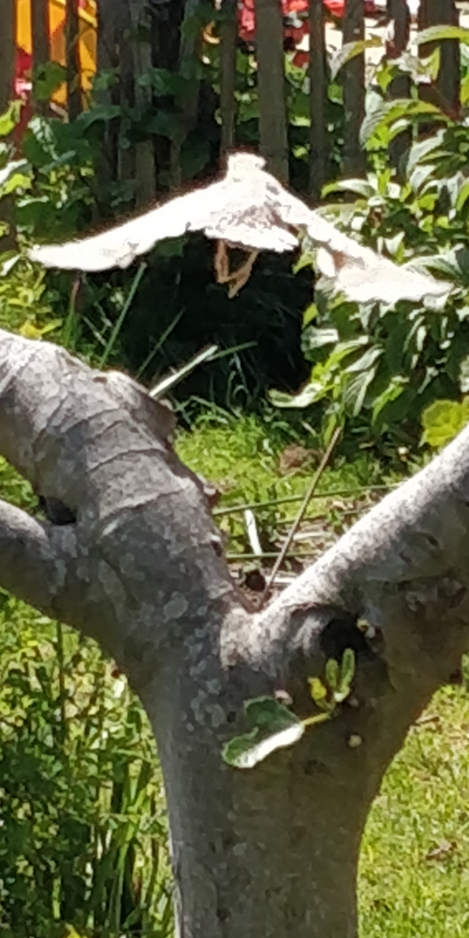 Vreemde vogel: witte merel? - Vogels - 