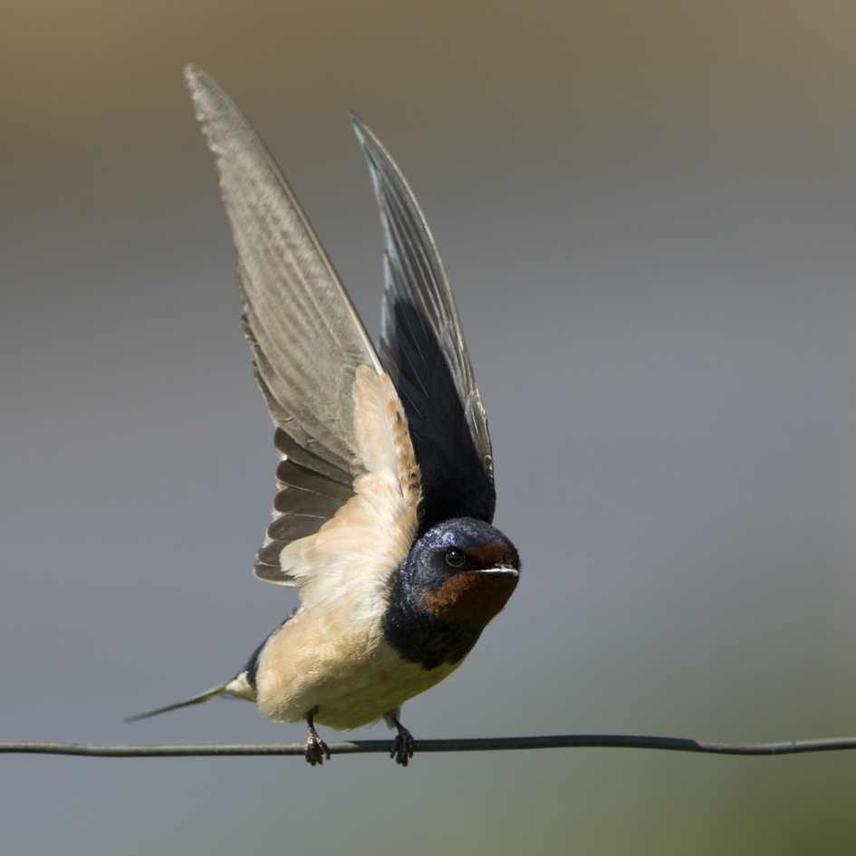 Vrijheid - Vogels - Boerenzwaluw