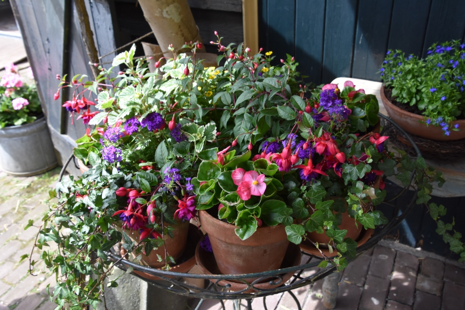 Vrolijk - Planten - 