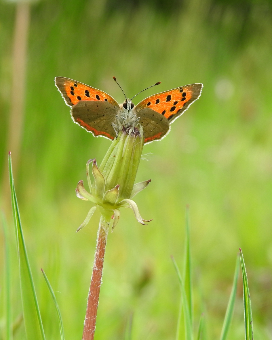 Vurig - Geleedpotigen - Kleine vuurvlinder