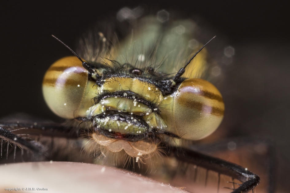 Vuurjuffer (Pyrrhosoma nymphula) 2 - Geleedpotigen - Vuurjuffer