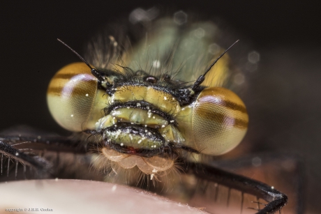 Vuurjuffer (Pyrrhosoma nymphula) 2