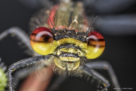 Vuurjuffer (Pyrrhosoma nymphula)