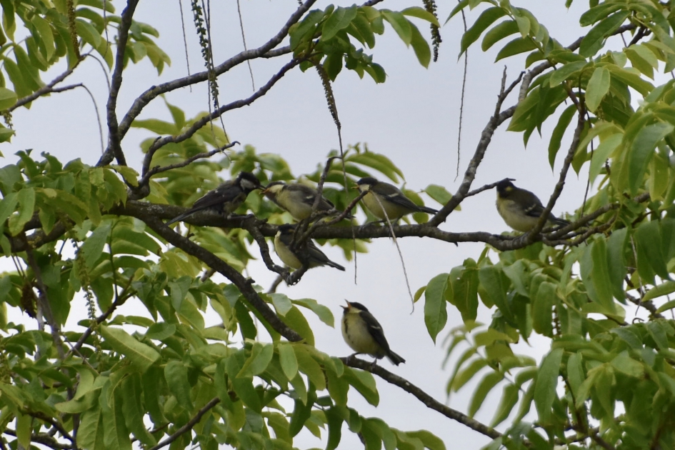 Wachten op eten.. - Vogels - 
