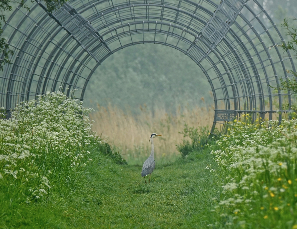 Wandelen door een kunstwerk - Vogels - Blauwe Reiger