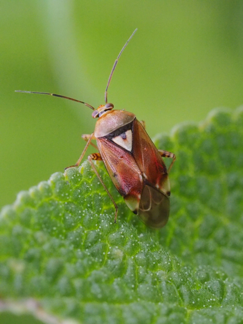 Wantsje - Geleedpotigen - Wrsch. Weideschaduwwants