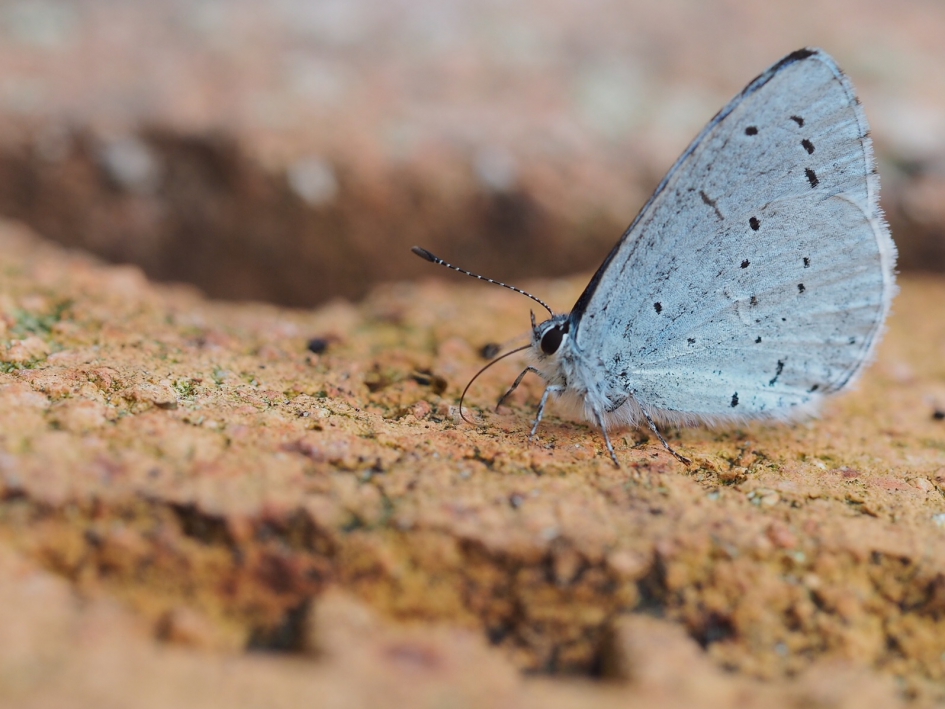 Warming up - Geleedpotigen - Boomblauwtje