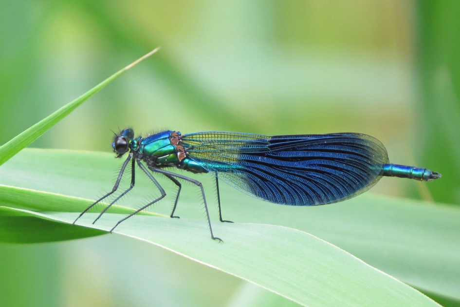 Wat een prachtige juffer - Geleedpotigen - Weidebeekjuffer