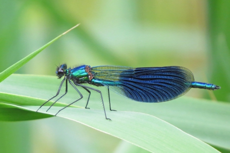 Wat een prachtige juffer