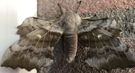 Wat is de naam van dit schitterende dier