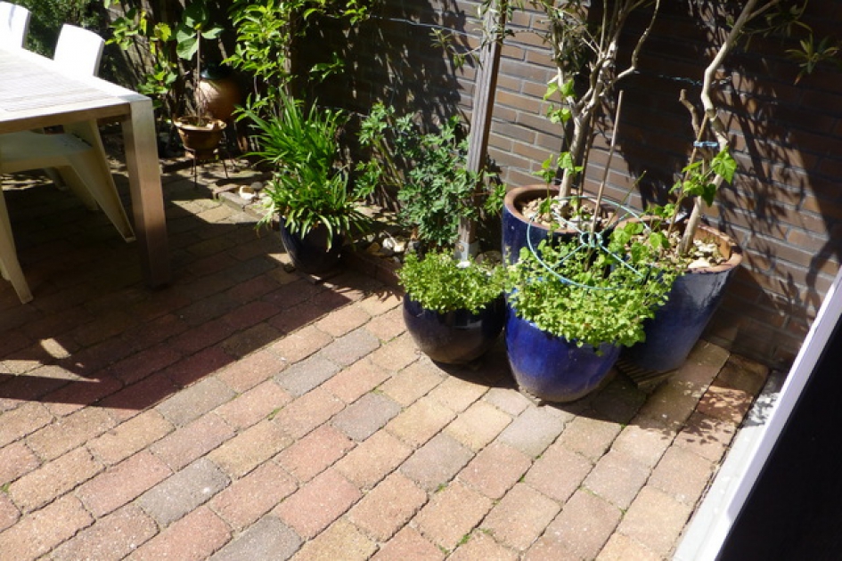 Wat zie je hier??? - Vogels - 