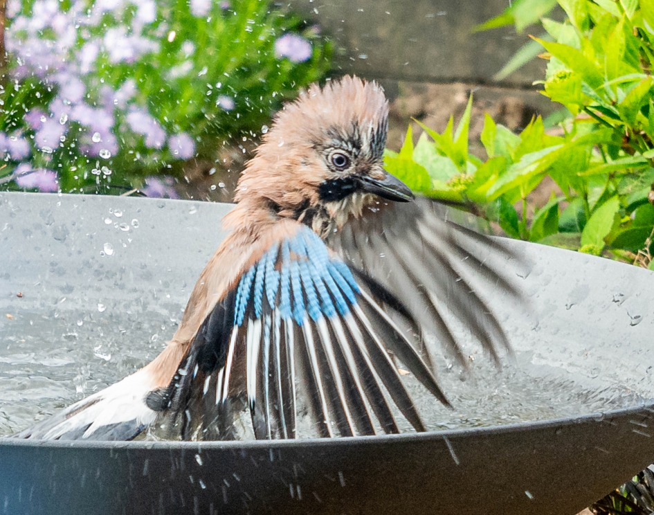 Water-gaai - Vogels - 