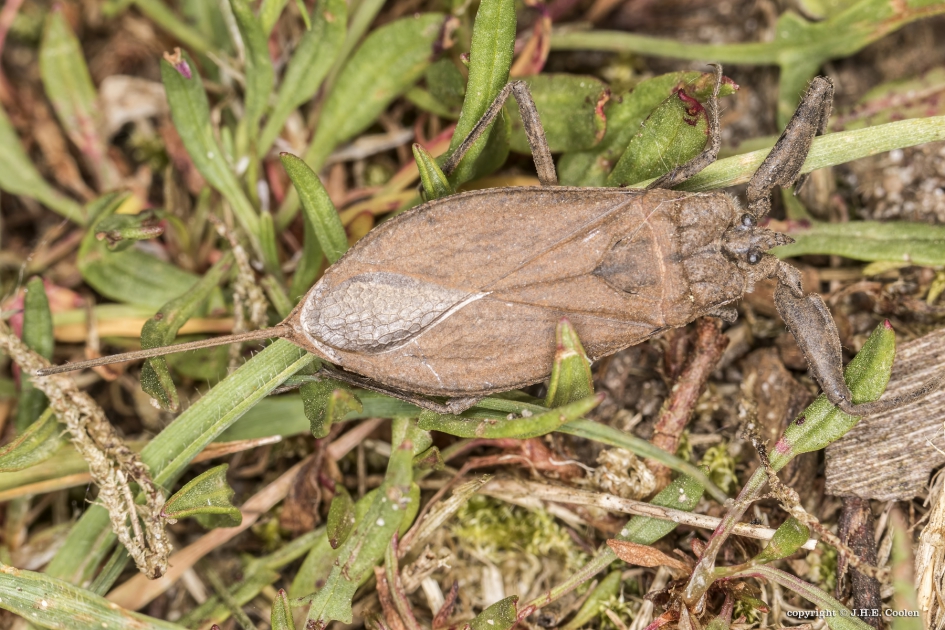 Waterschorpioen - Geleedpotigen - Waterschorpioen