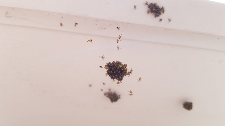 Weet niet wat dit is. - Geleedpotigen - Denk spinnetjes