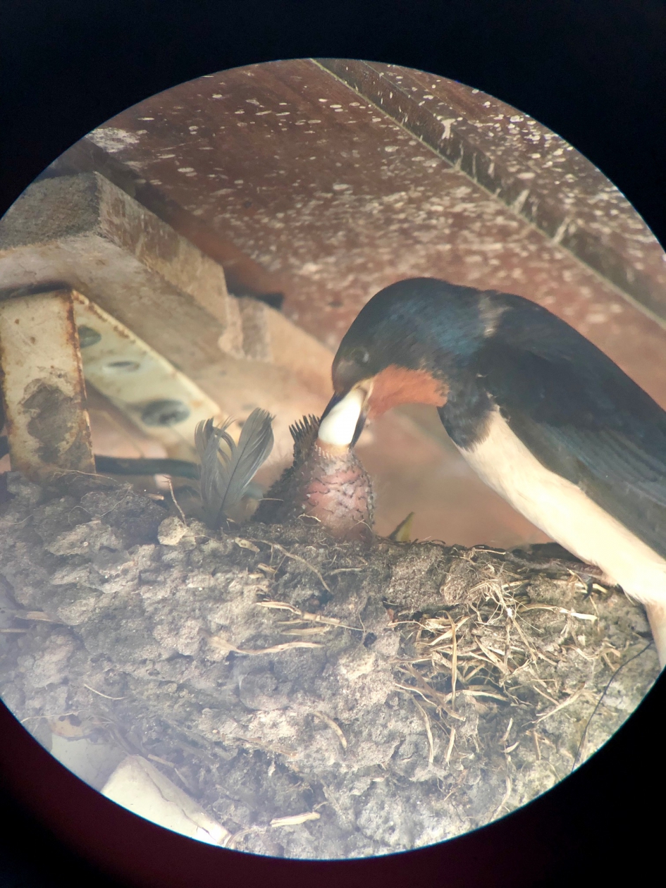 wie geeft wie? boerenzwaluw - Vogels - boerenzwaluw