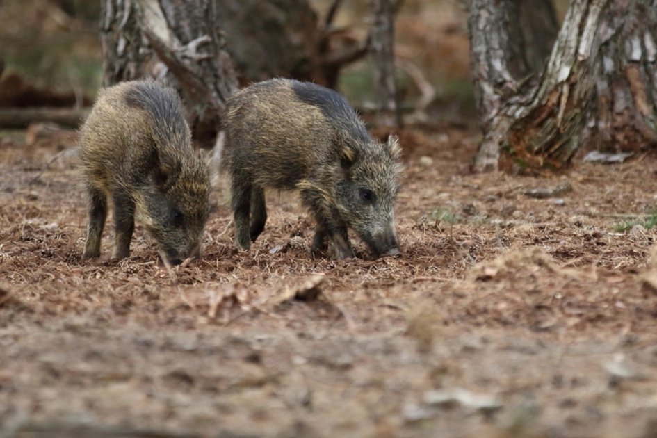 wild zwijn - Zoogdieren - wild zwijn