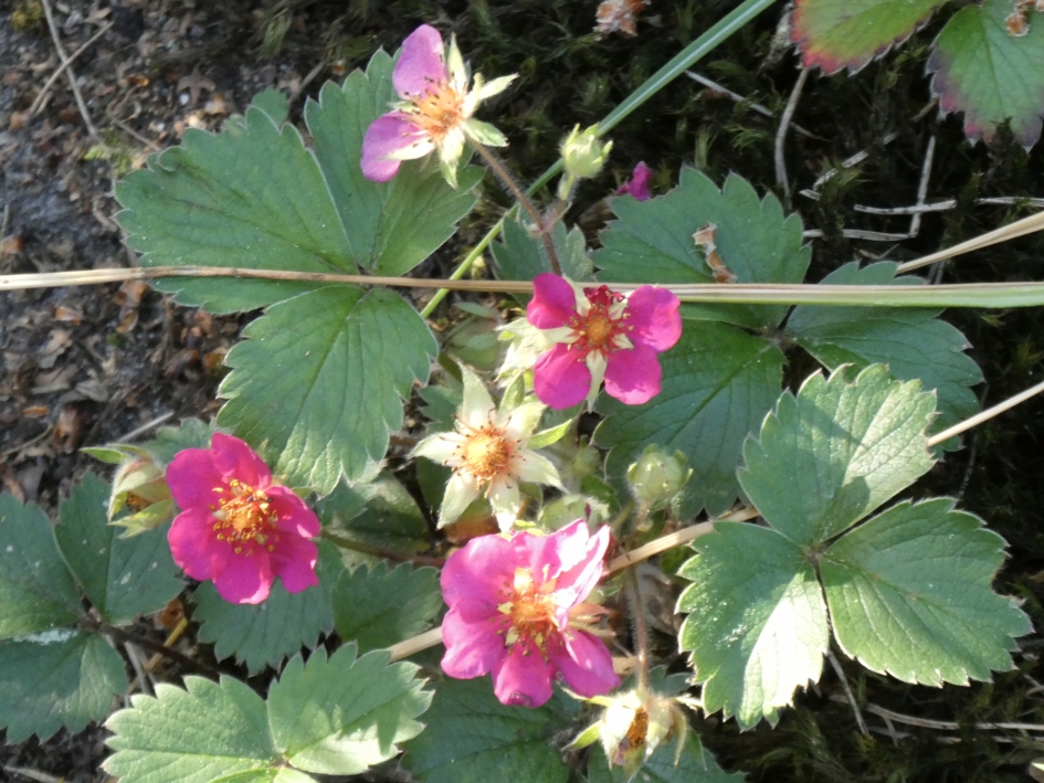 Wilde aardbeien - Planten - 