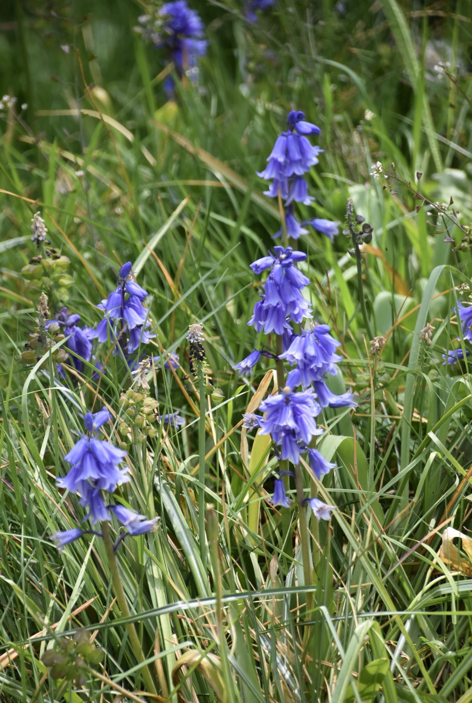 Wilde hyacinten - Planten - 