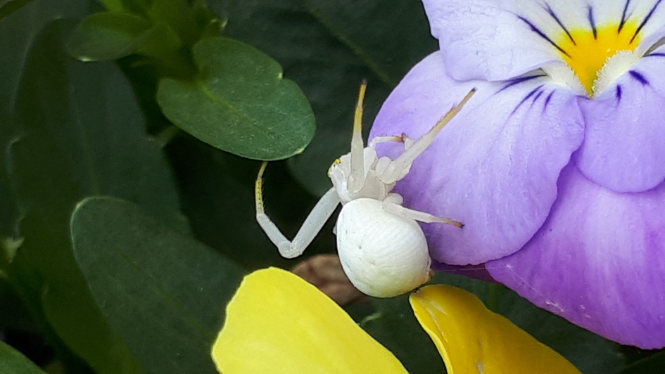 Wit spinnetje - Geleedpotigen - 