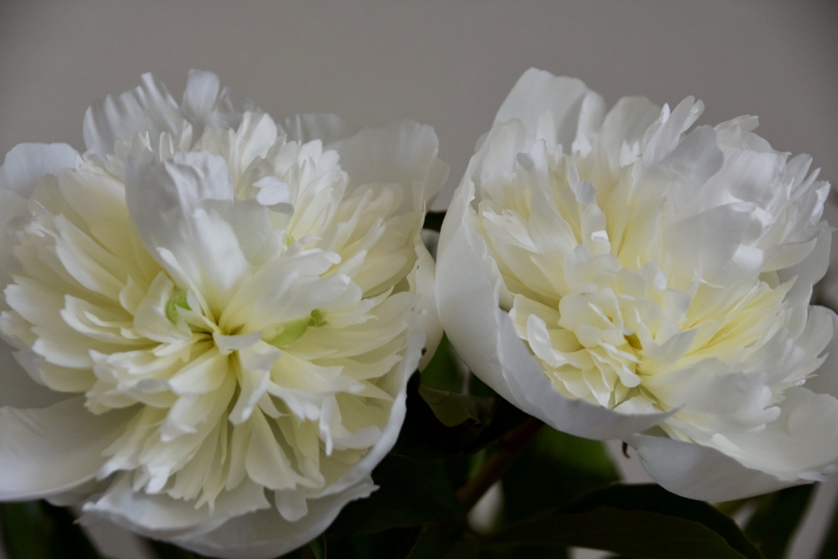 Witte pioenrozen - Planten - 